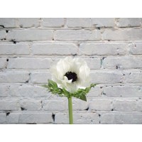 Anemone white EXTRA
