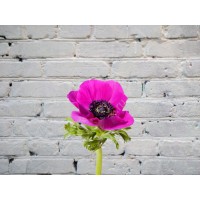 Purple anemone
