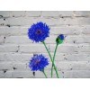 Cornflower (cornflowers)
Cornflower (cornflowers)