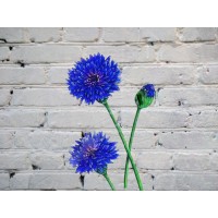 Cornflower (cornflowers)
