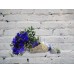 Sale Bouquet of 15 cornflowers