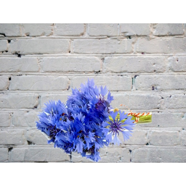Sale Bouquet of blue cornflowers
