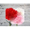Carnation
Carnation