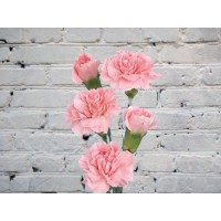 Pink bush carnation
