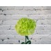 Sale Carnation green