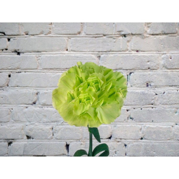 Sale Carnation green
Sale Carnation green