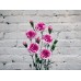 Sale Carnation bushy white-purple