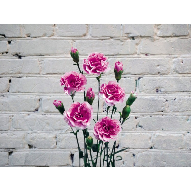 Sale Carnation bushy white-purple
