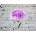 Sale Lavender Carnation Moon Aqua