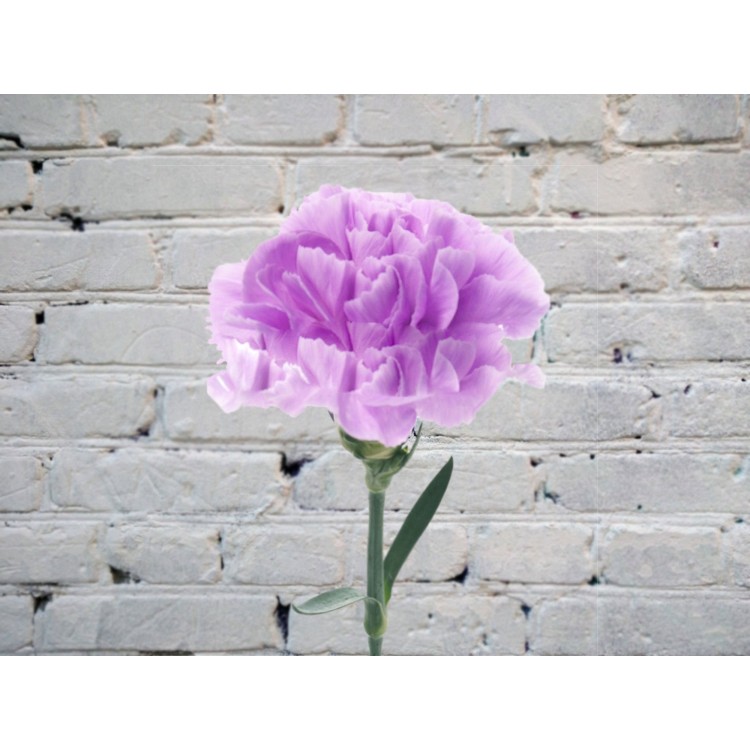 Гвоздика лавандовая Мун Аква
