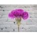 Sale Purple Carnation Moonlight