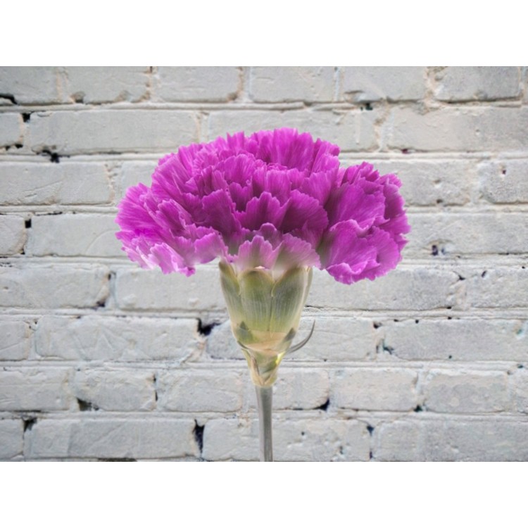 Sale Purple Carnation Moonlight
Sale Purple Carnation Moonlight