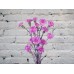 Sale Lilac bush carnation