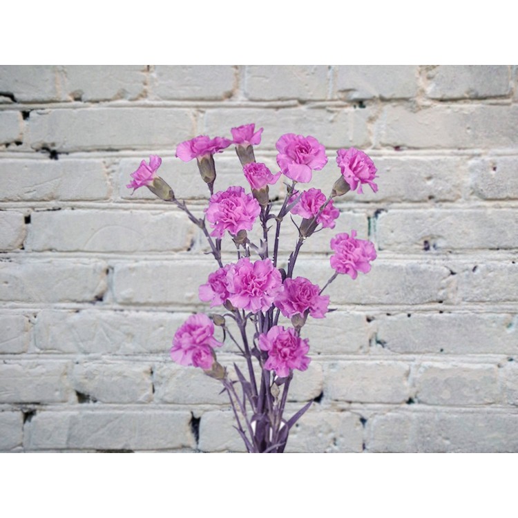 Sale Lilac bush carnation
Sale Lilac bush carnation