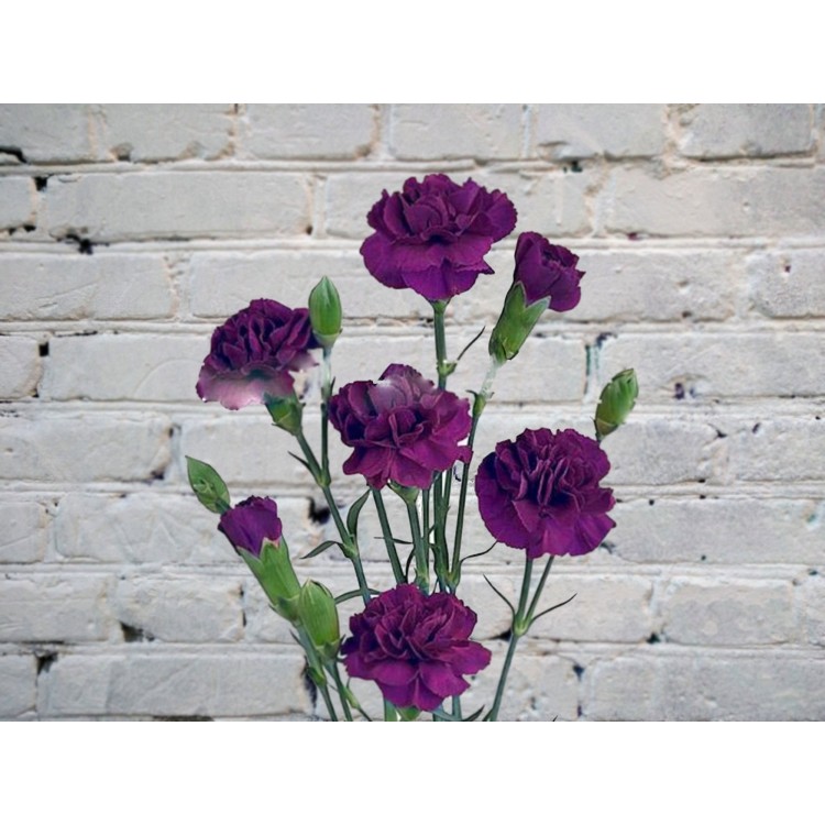 Sale Purple bush carnation
Sale Purple bush carnation