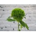 Sale Carnation Green Trick