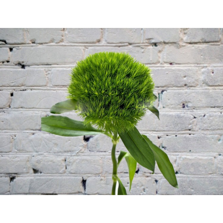 Гвоздика Грин Трик
