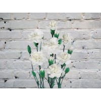 White bush carnation
