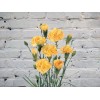 Yellow bush carnation
Yellow bush carnation