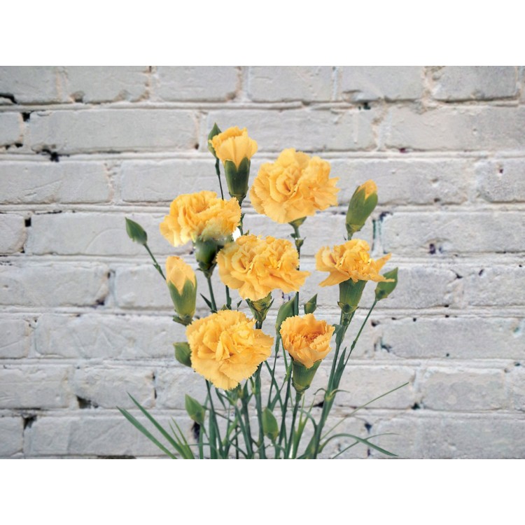 Sale Yellow bush carnation
