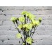 Sale Carnation bush green