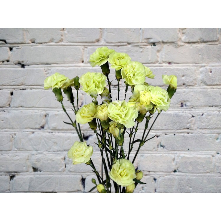 Гвоздика кустовая зеленая
