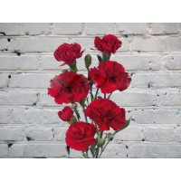 Red bush carnation
