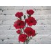 Sale Red bush carnation