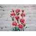 Sale Carnation bush red and white