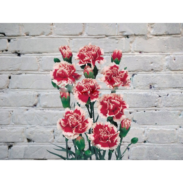 Sale Carnation bush red and white
Sale Carnation bush red and white