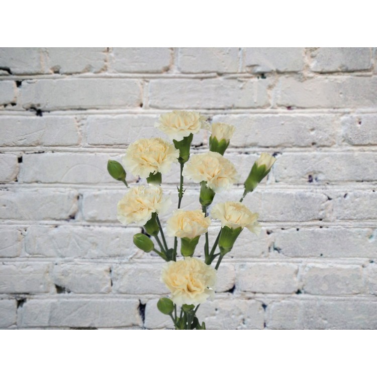 Sale Cream bush carnation
