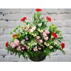 Basket with Carnations and Chrysanthemum
Basket with Carnations and Chrysanthemum