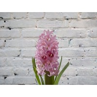Гиацинт розовый
