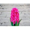 Raspberry Hyacinth
