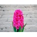 Sale Raspberry Hyacinth