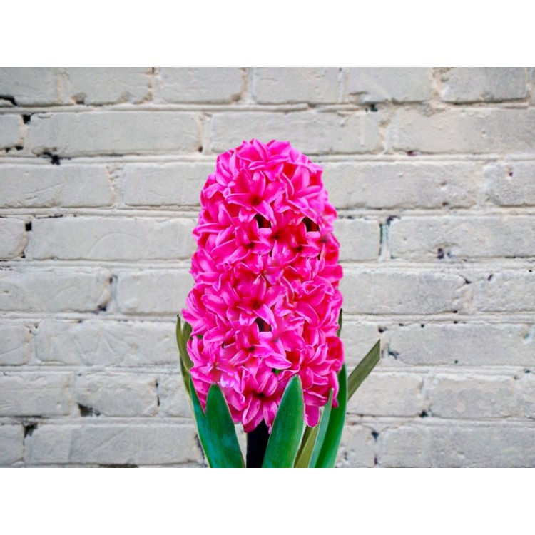 Sale Raspberry Hyacinth
Sale Raspberry Hyacinth