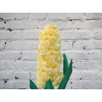 Hyacinth yellow
