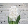 Hyacinth white
Hyacinth white