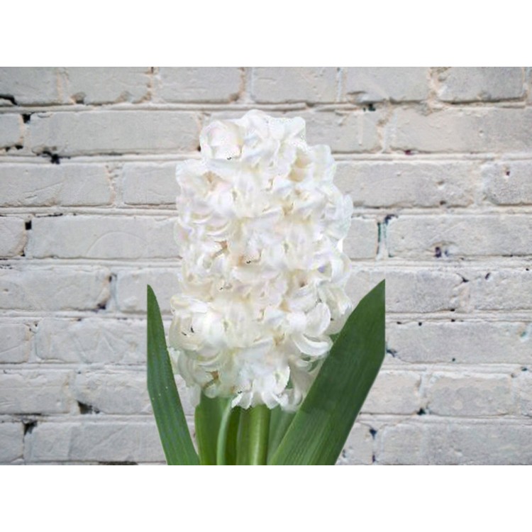 Sale Hyacinth white
Sale Hyacinth white