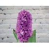 Hyacinth purple
Hyacinth purple