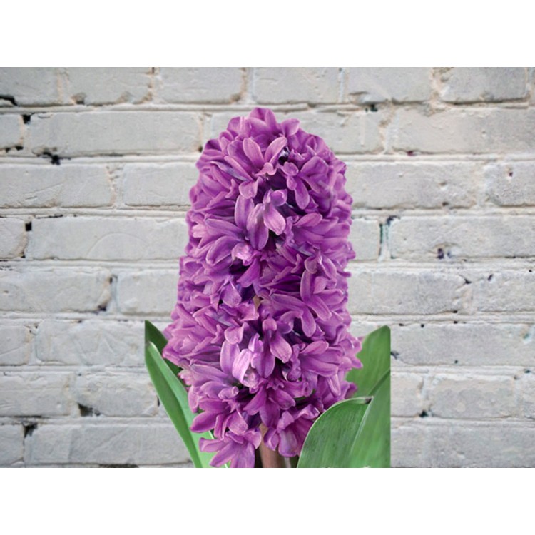 Sale Hyacinth purple
