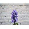 Hyacinth blue
