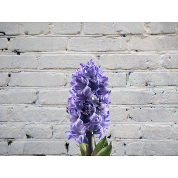 Sale Hyacinth blue
Sale Hyacinth blue