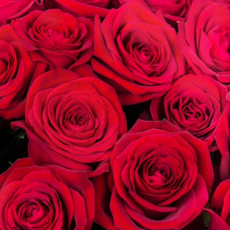 Sale 25 RED ROSES 40 cm Sale 25 RED ROSES 40 cm