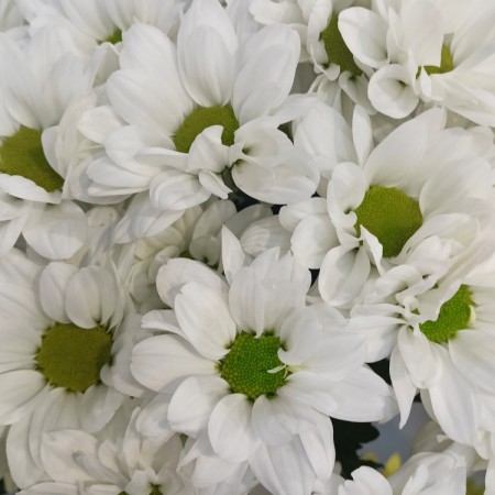 Sale Bouquet of 9 Bacardi bush chrysanthemums