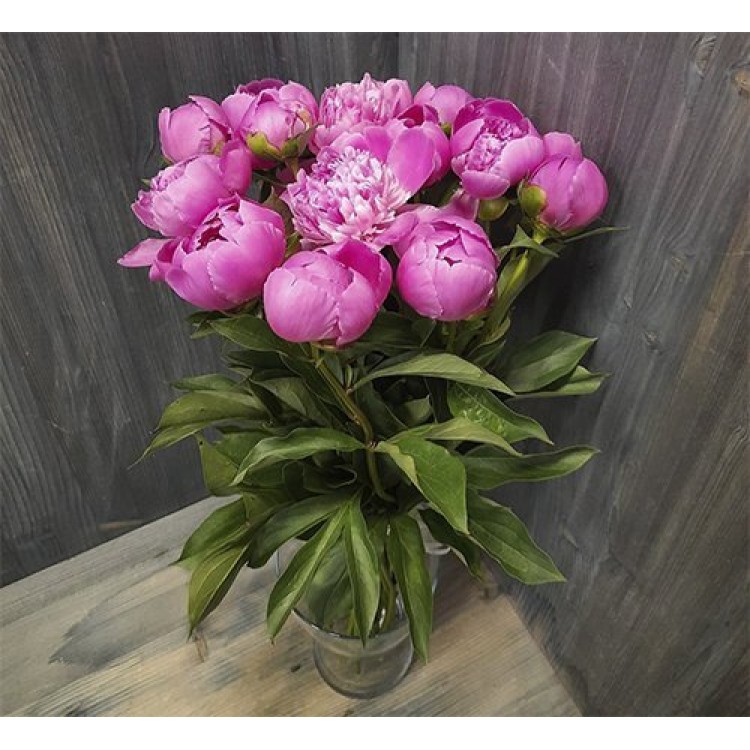 Sale 15 pink peonies
