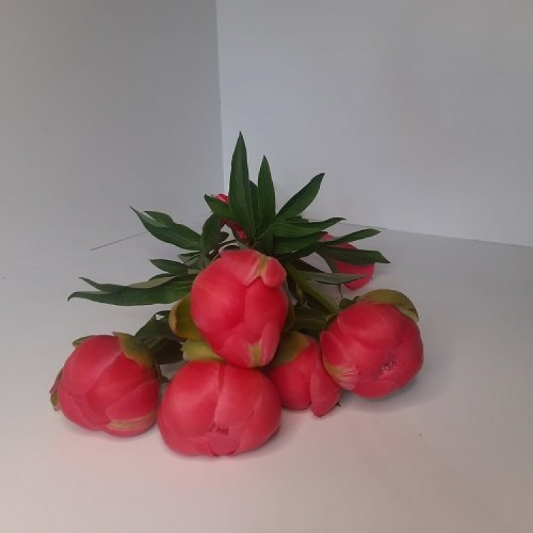 5 пионов Корал Сансет