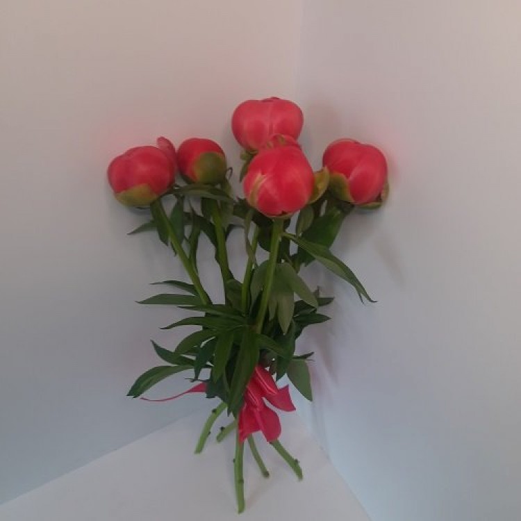 5 пионов Корал Сансет