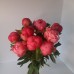 5 peonies of the variety koral sanset 