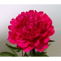 Пион Малиновый
